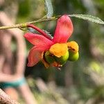 Ochna serrulata Fruit