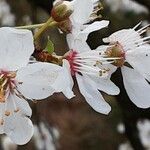 Prunus cerasus Fleur