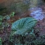 Echinodorus grandiflorus Folha