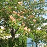 Albizia julibrissinFlower