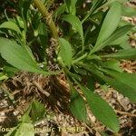 Symphyotrichum pilosum 形態