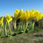 Cytisus decumbens Цвят