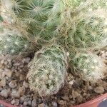 Mammillaria elongata Levél