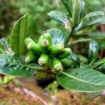 Chassalia gaertneroides Fruto