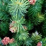 Cunninghamia lanceolata पत्ता