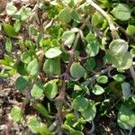 Stellaria apetala Leaf