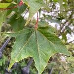 Acer cappadocicum পাতা