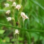 Goodyera tesselata