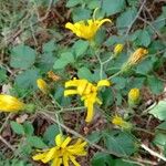 Hieracium murorum Habitus