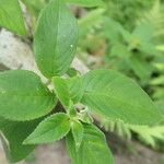 Centropogon cornutus Leaf