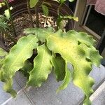 Epiphyllum hookeri Leaf