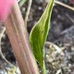 Dahlia pinnata Blatt