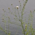 Centaurea diffusa Hoja
