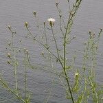 Centaurea diffusa Feuille