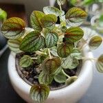 Peperomia albovittata Ліст