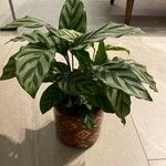 Calathea concinna برگ