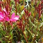 Gaura lindheimeri Habitus