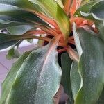 Chlorophytum orchidastrum Leaf