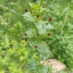 Scrophularia peregrinaЦветок