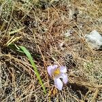 Crocus carpetanus Flower