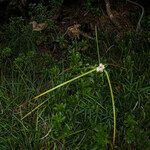 Carex baldensis Folha