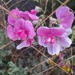 Lathyrus latifoliusBlüte