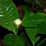 Palicourea glomerulata Flower