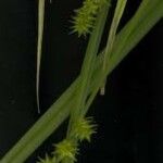 Carex stipata Kvet