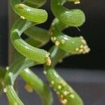 Albuca bruce-bayeri