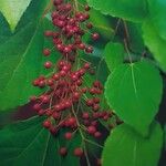 Idesia polycarpa Fruit