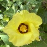 Gossypium arboreum 花
