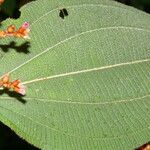 Miconia granatensis Ffrwyth