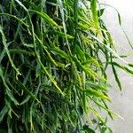 Rhipsalis micrantha Leaf