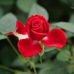 Rosa × odorata Flower