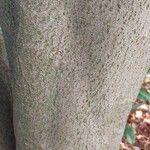 Acer carpinifolium Ekosanga