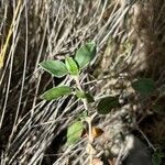 Helianthemum cinereum Feuille