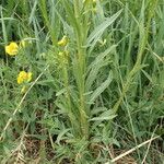 Erysimum virgatum Habit