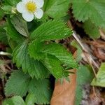 Fragaria vescaFlor