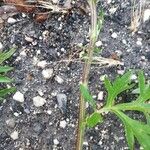 Artemisia verlotiorum Bark