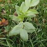 Vicia faba Buveinė