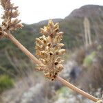 Salvia apiana Fruit