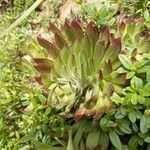 Sempervivum montanum ফুল