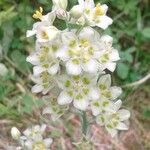 Anticlea elegans Flower