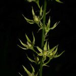 Stenanthium gramineum ফুল