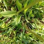 Plantago atrata Blad