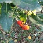 Arbutus unedo 叶