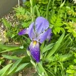 Iris versicolor Blodyn