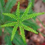 Sticherus flabellatus Blad