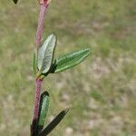 Helianthemum nummularium Лист