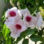 Pandorea jasminoides Virág